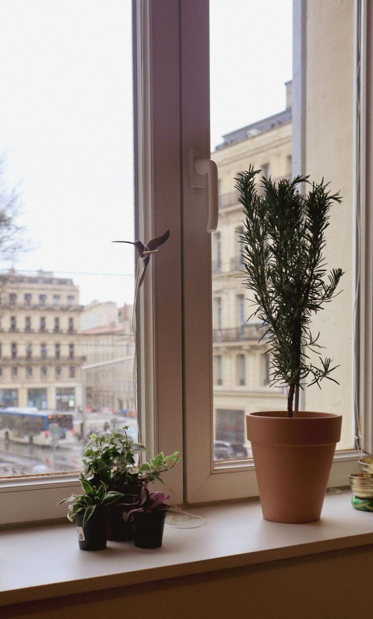 Plantes en pot sur un rebord de fenêtre avec vue sur la rue et des bâtiments.